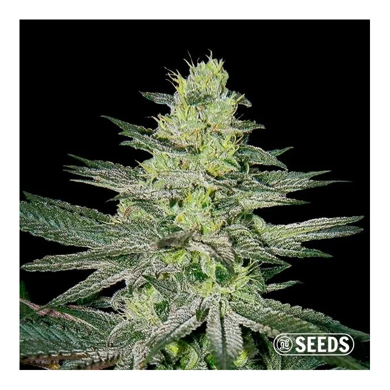Amnesia Fast CBD de GB Seeds en GB Lleida