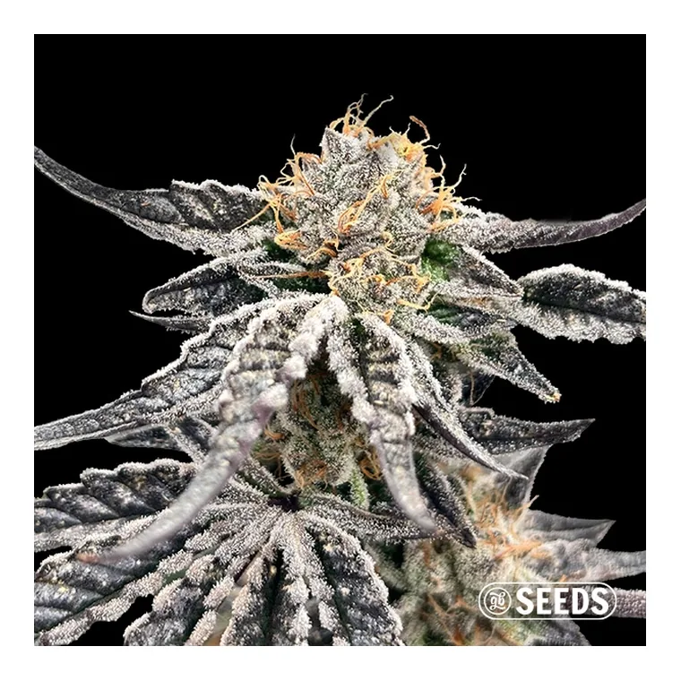 Fantasy Melon de GB Seeds en GB Lleida