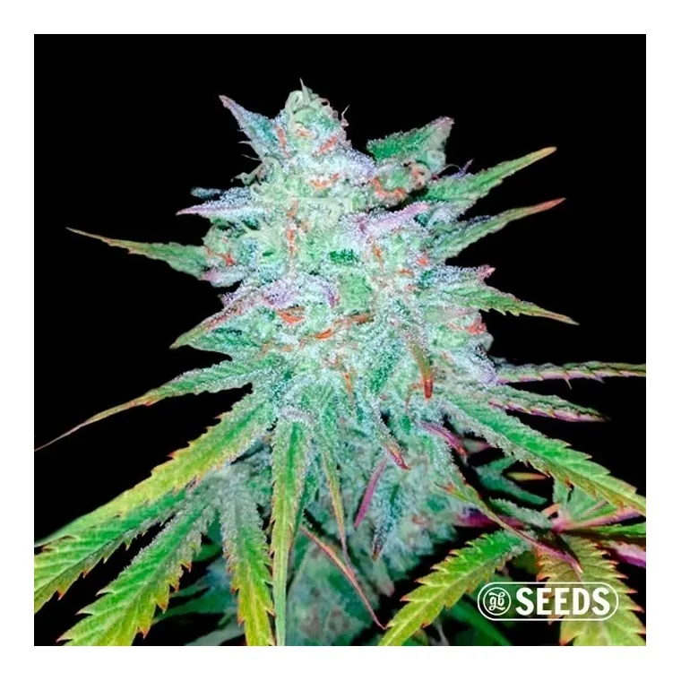 Gelatto de GB Seeds en GB Lleida