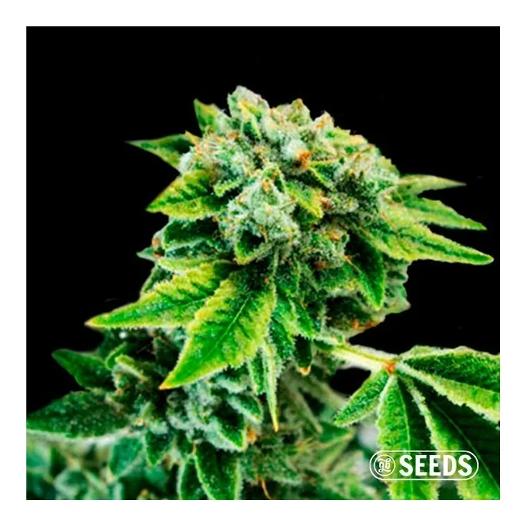 Gorilla 4 Fast de GB Seeds en GB Lleida