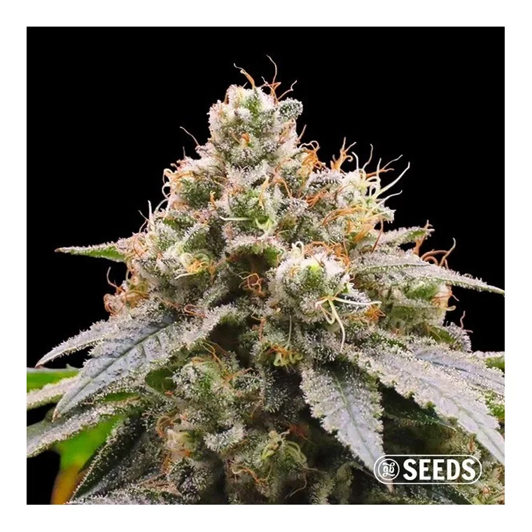 Auto Gorilla XXL de GB Seeds en GB Lleida