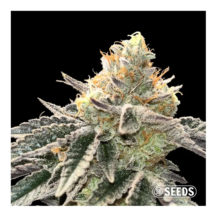 Maple Nectar de GB Seeds en GB Lleida