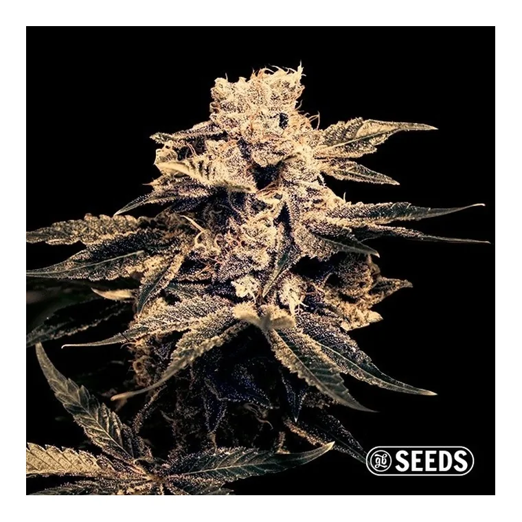 Matanuska de GB Seeds en GB Lleida