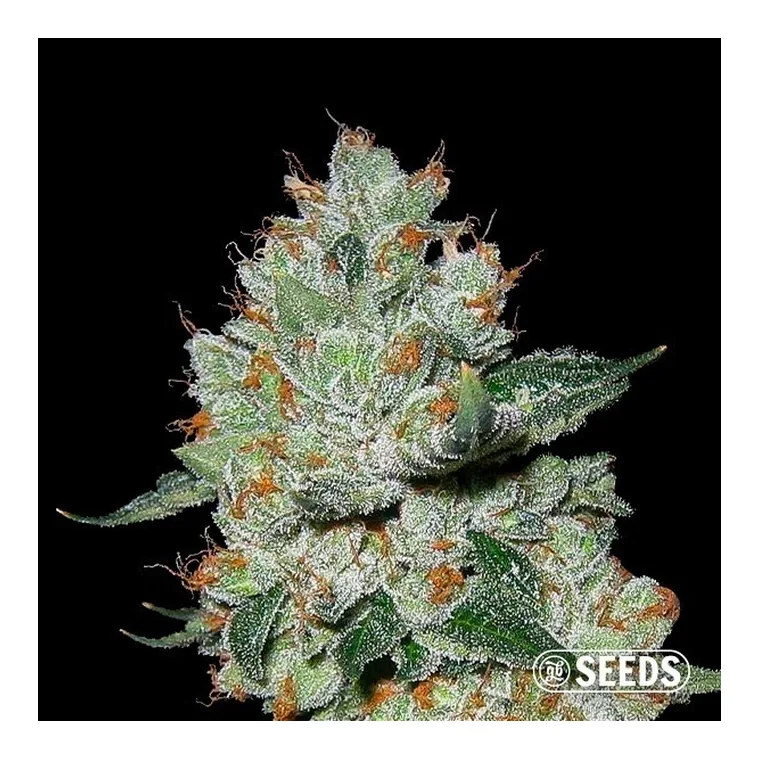 Auto OG Kush de GB Seeds en GB Lleida