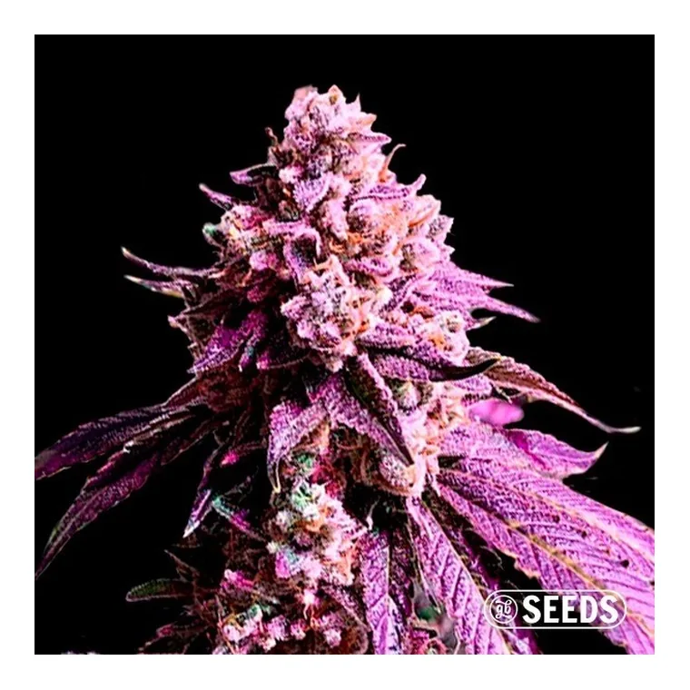 Auto Purple Sunset XXL de GB Seeds en GB Lleida
