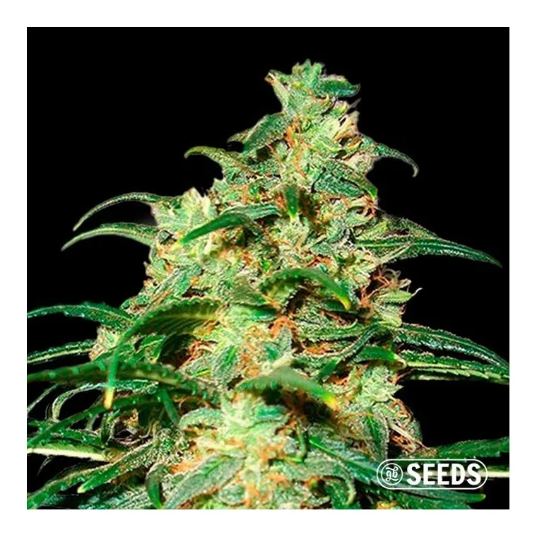 Auto Skunk XXL de GB Seeds en GB Lleida