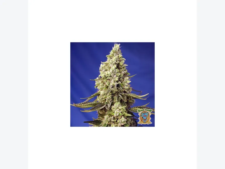 Runtz Auto de Barney's Farm