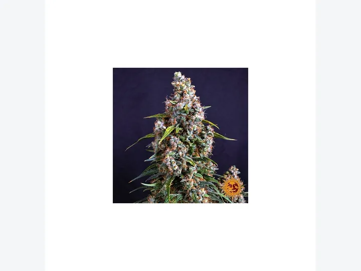 Strawberry Cheesecake Auto de Barney's Farm