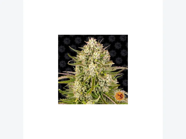 Wedding Cake Auto de Barney's Farm