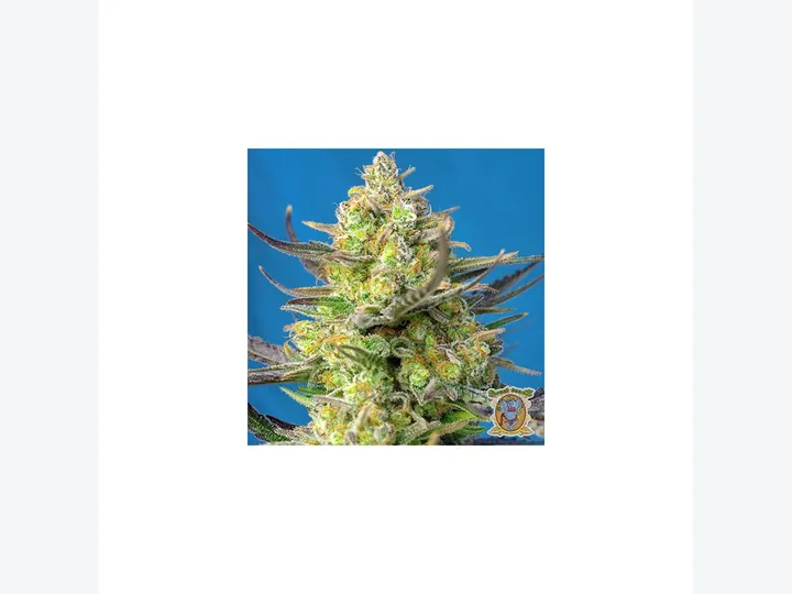 Auto Cheese XXL de GB Seeds