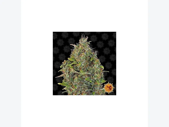 Auto Critical XXL CBD de GB Seeds en GB Lleida