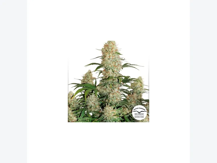 Auto Critical Orange Punch de Dutch Passion en GB Lleida