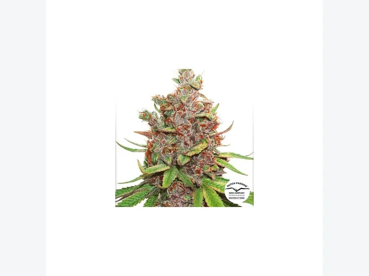 Auto Glueberry OG de Dutch Passion