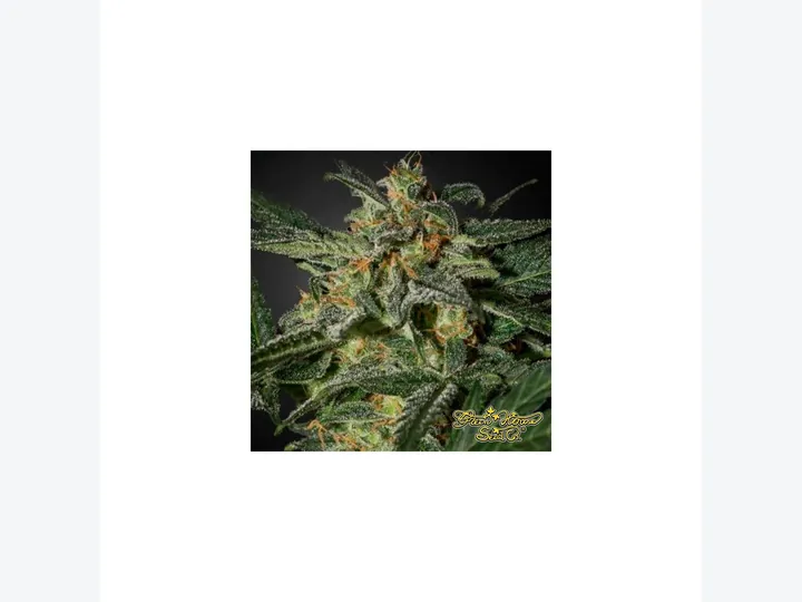 White Widow Auto de Dutch Passion en GB Lleida