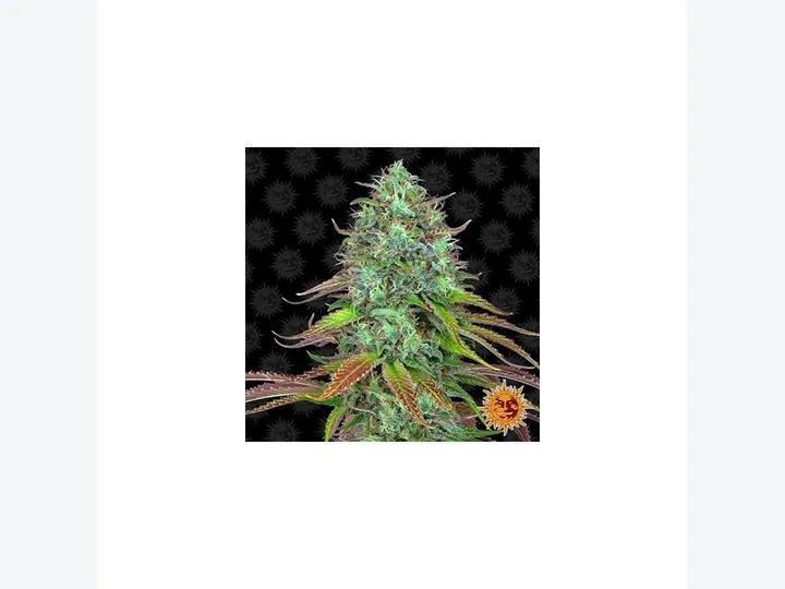 LSD-25 Auto de Fast Buds