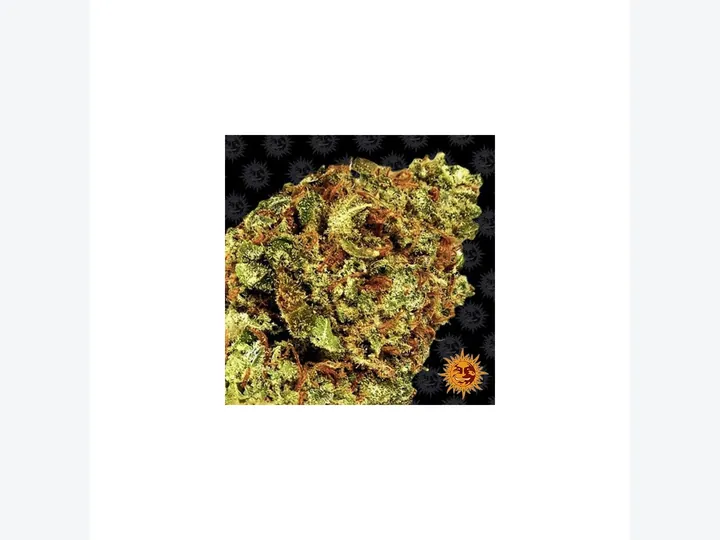 Zkittlez Auto de Fast Buds