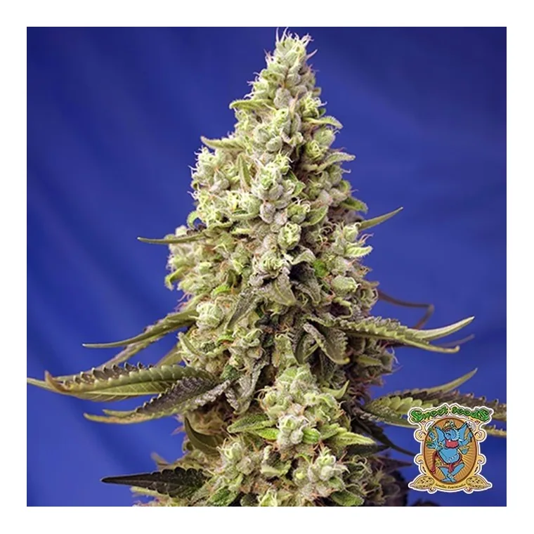 Auto Fruntz XXL de GB Strains en GB Lleida