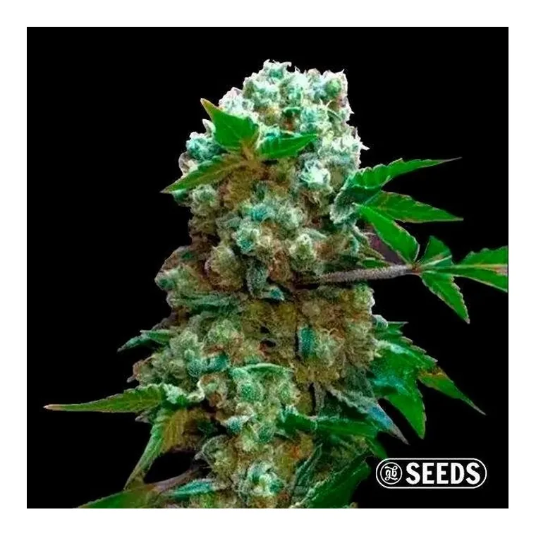Auto Ice Cream Cake XXL de GB Strains en GB Lleida