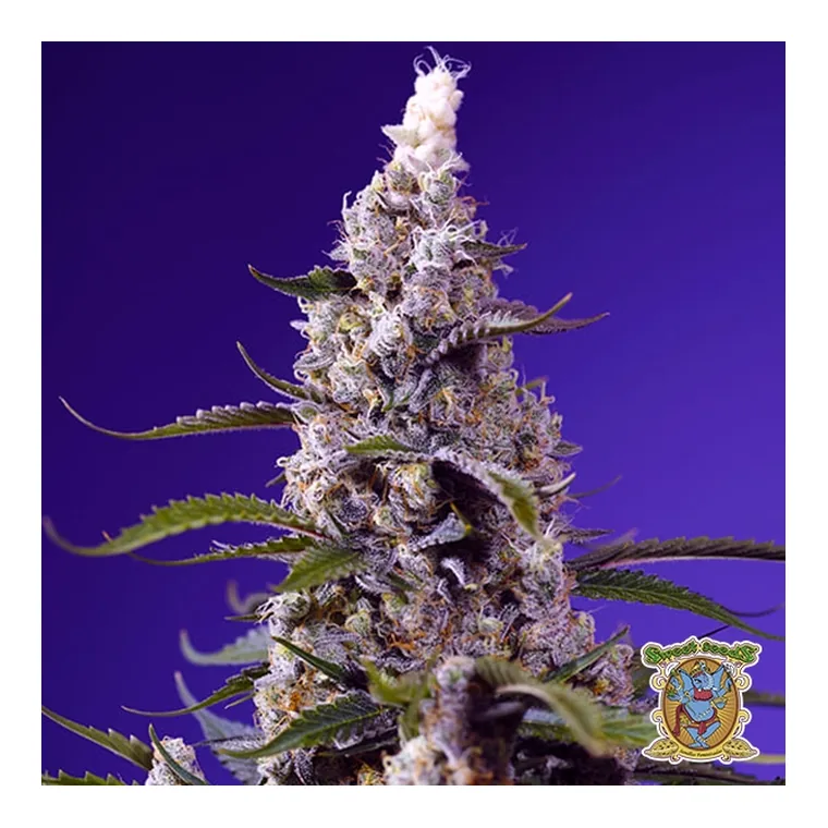 Auto M.A.C. XXL de GB Strains en GB Lleida