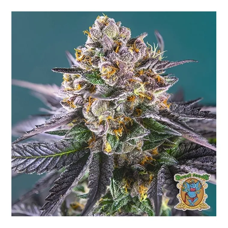 Auto Strawberry Banana XXL de GB Strains en GB Lleida