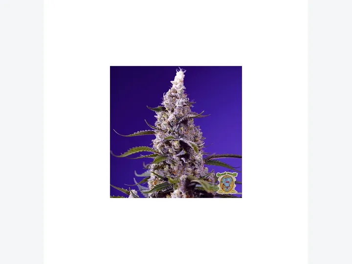 Banana Cream Cake XL Auto de Sweet Seeds en GB Lleida