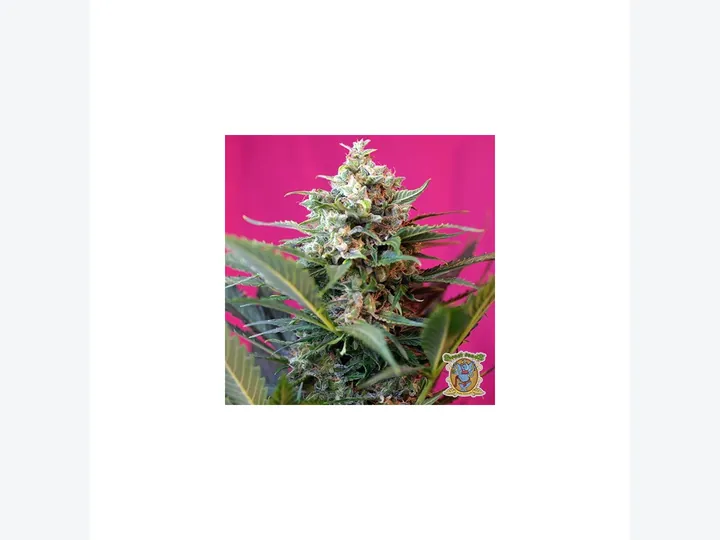Big Devil XL Auto de Sweet Seeds