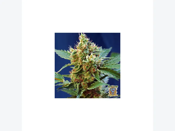 Cream Mandarine XL Auto de Sweet Seeds en GB Lleida