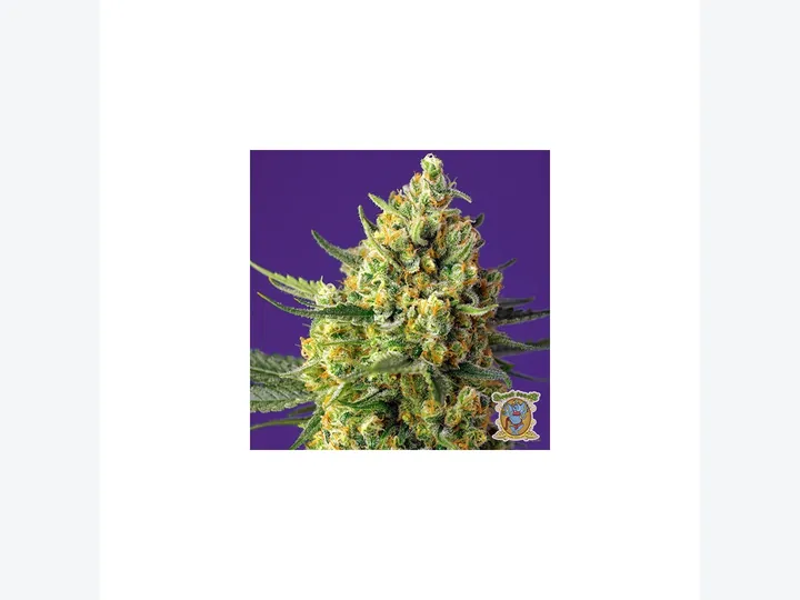 Crystal Candy XL Auto de Sweet Seeds