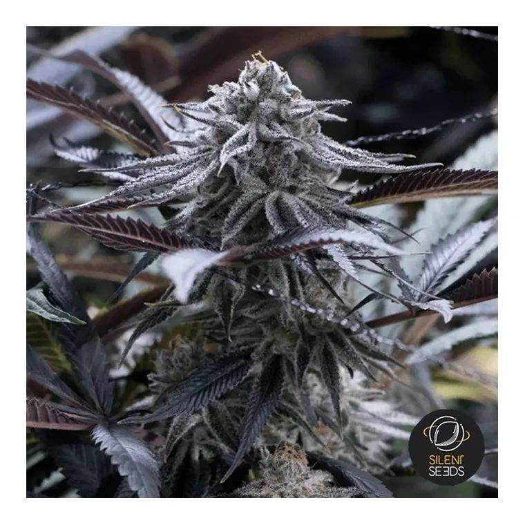 Grape Cake CBD de GB Strains en GB Lleida
