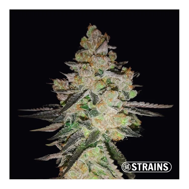 OG Kush CBD de GB Strains en GB Lleida