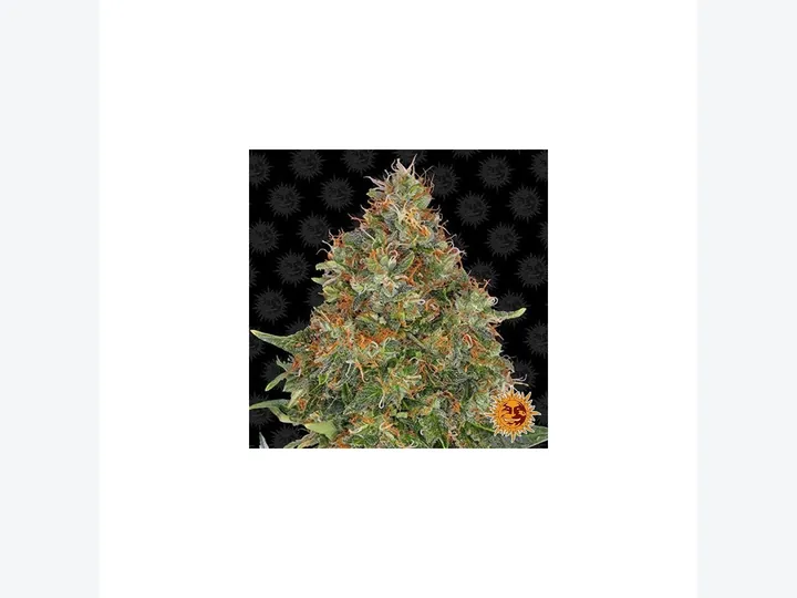 Pineapple Express Auto de Barney's Farm en GB Lleida