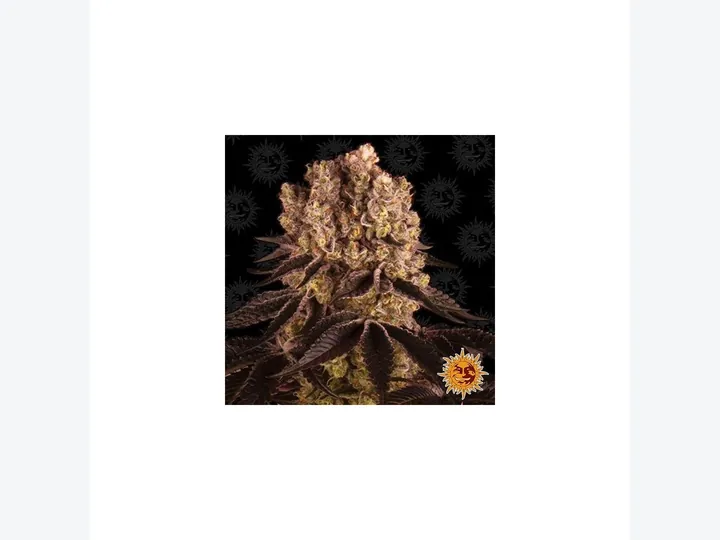 Purple Punch Auto de Barney's Farm en GB Lleida