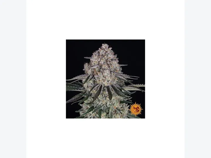 Sour Diesel Auto de Barney's Farm, referencia disponible para consultar en GB Lleida
