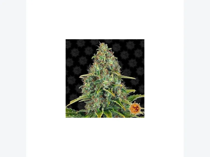 Blueberry Cheesecake Fast de GB Seeds, referencia disponible para consultar en GB Lleida