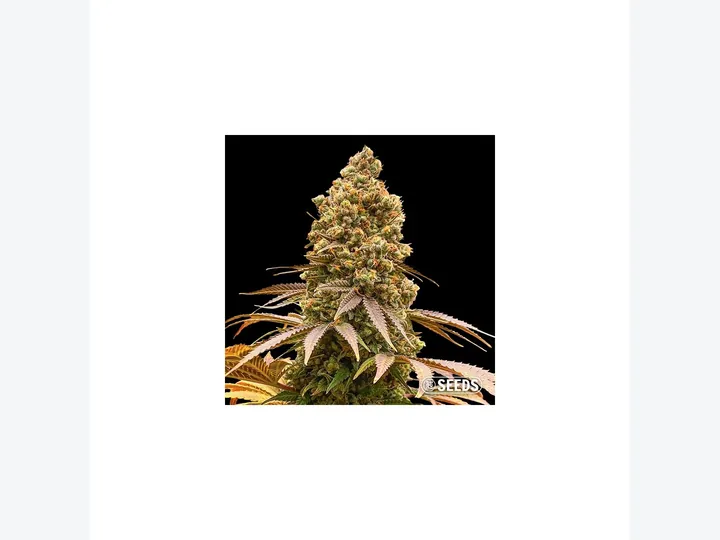 Critical Feminizada a Granel de GB Seeds, referencia disponible para consultar en GB Lleida