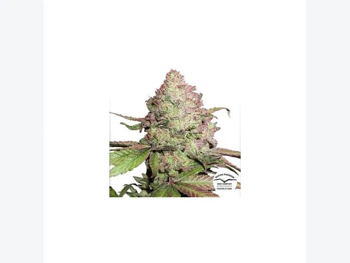 CBD Auto Charlotte's Angel de Dutch Passion en GB Lleida