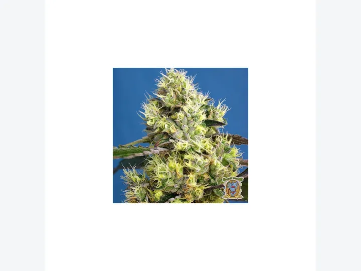 Gelato Auto de Fast Buds, referencia disponible para consultar en GB Lleida
