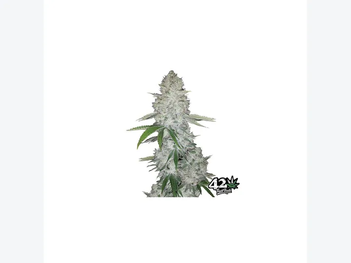 Strawberry Gorilla Auto de Fast Buds en GB Lleida
