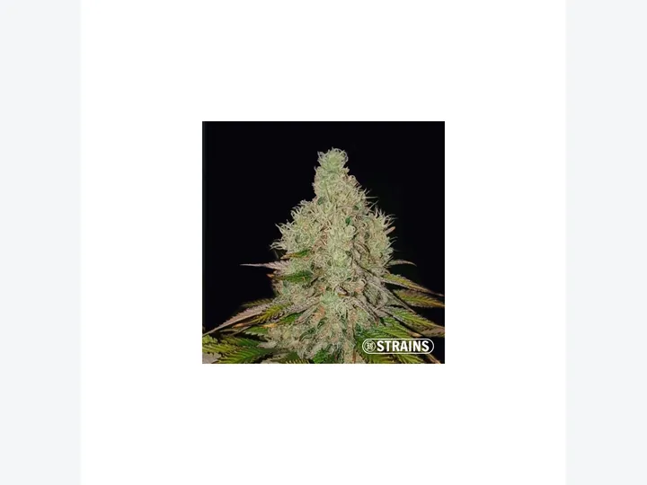 Tropicana Cookies Auto de Fast Buds, referencia disponible para consultar en GB Lleida