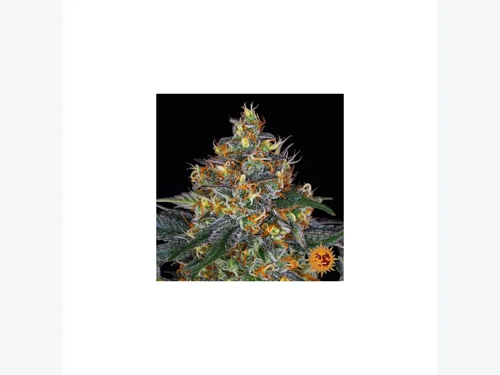 Moby Dick Feminizada a Granel de GB Seeds en GB Lleida