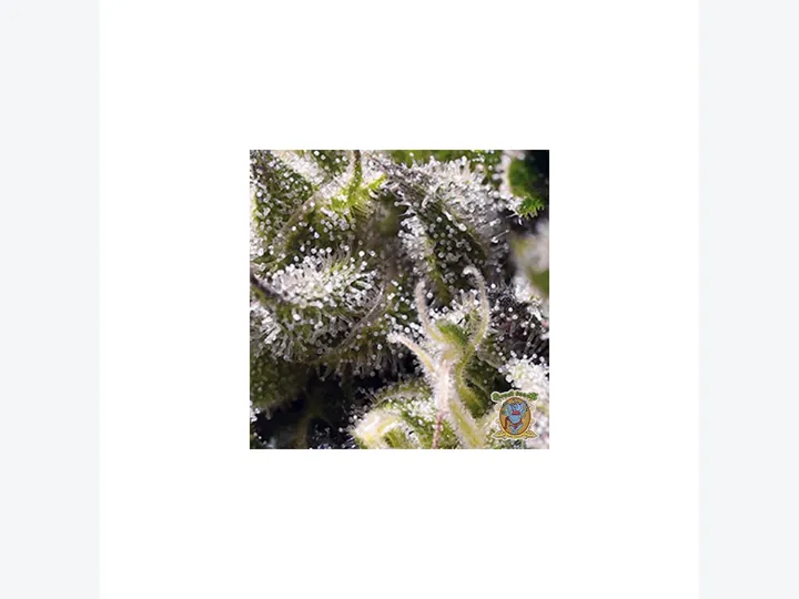 Cream Caramel Auto de Sweet Seeds en GB Lleida