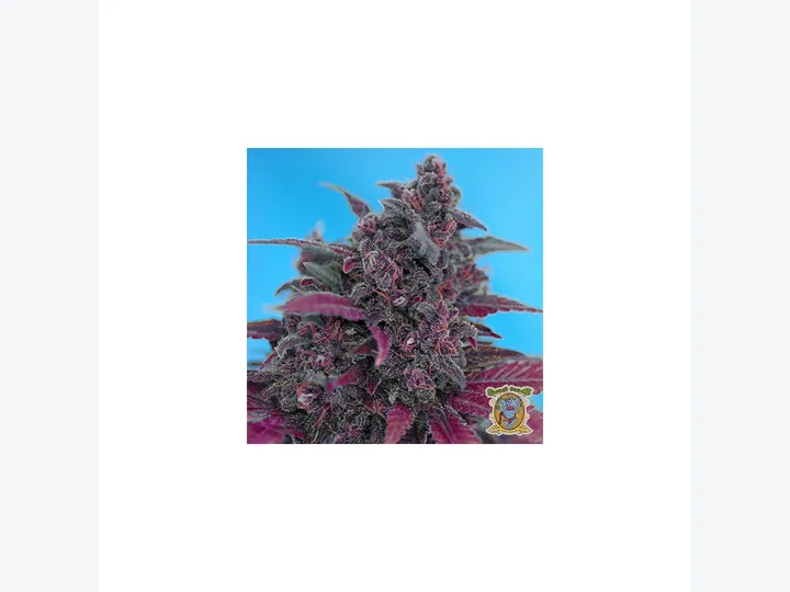 Dark Devil Auto de Sweet Seeds, referencia disponible para consultar en GB Lleida