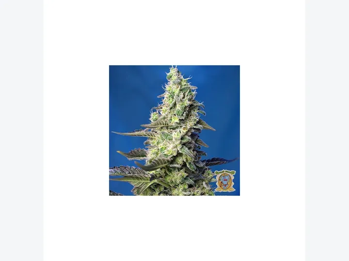 Green Poison XL Auto de Sweet Seeds, referencia disponible para consultar en GB Lleida