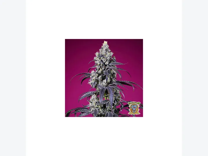 Tropicanna Cherry XL Auto de Sweet Seeds en GB Lleida