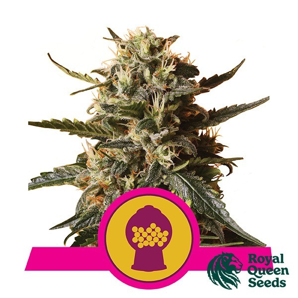 Bubblegum XL de Royal Queen · Semillas feminizadas GB Strains en GB Lleida (Lleida)