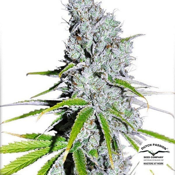CBD Skunk Haze