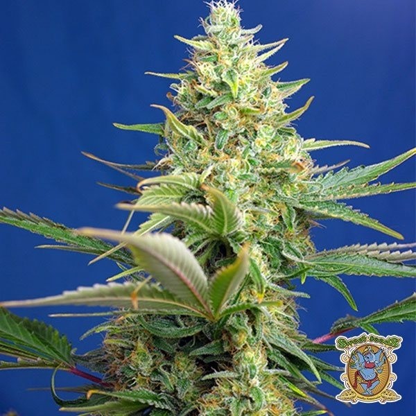 Sweet Pure Auto CBD de Sweet Seeds · Semillas ricas en CBD y CBG en GB Lleida (Lleida)