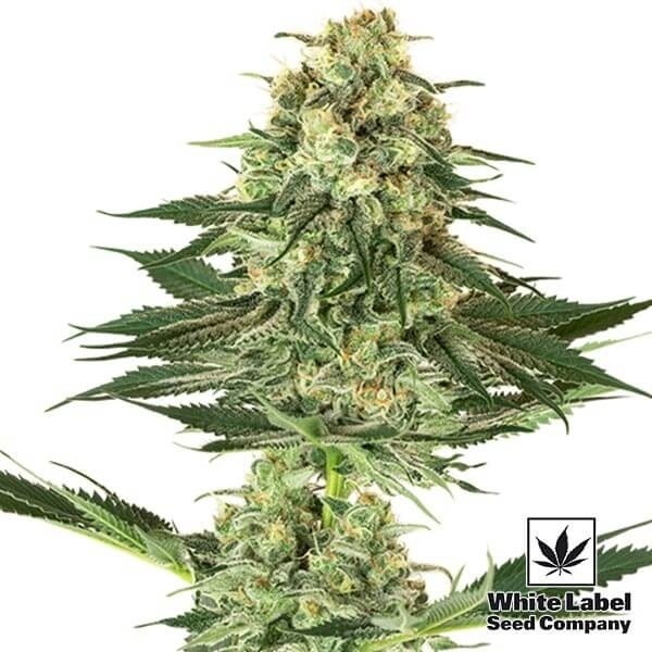 Banana Kush · Semillas feminizadas GB Strains en GB Lleida (Lleida)