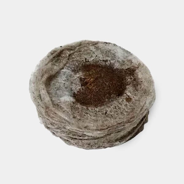 Jiffy7 de Turba 33mm · Medidores, macetas, riego y cosecha en GB Lleida (Lleida)