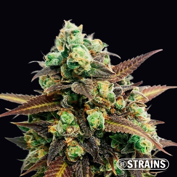 Auto Tangerine Kush · Autoflorecientes para comparar en GB Lleida (Lleida)